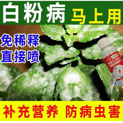 长寿花专用肥催花增蕾壮苗延长花期促开花通用型花肥防黄叶营养液