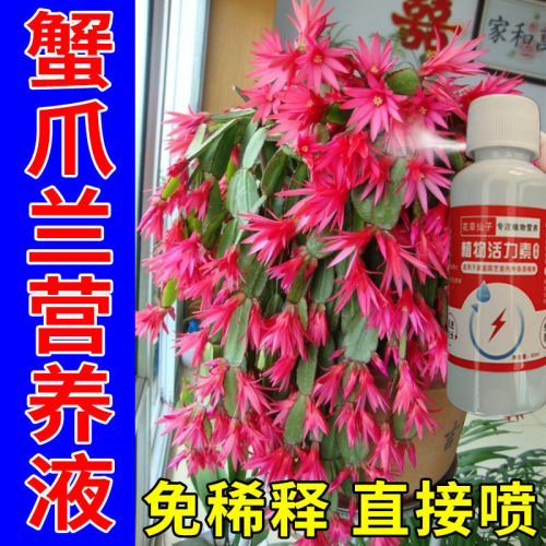 水培植物营养液蟹爪兰急救】蟹爪兰专用肥料蟹爪兰发蔫枯萎烂根烂