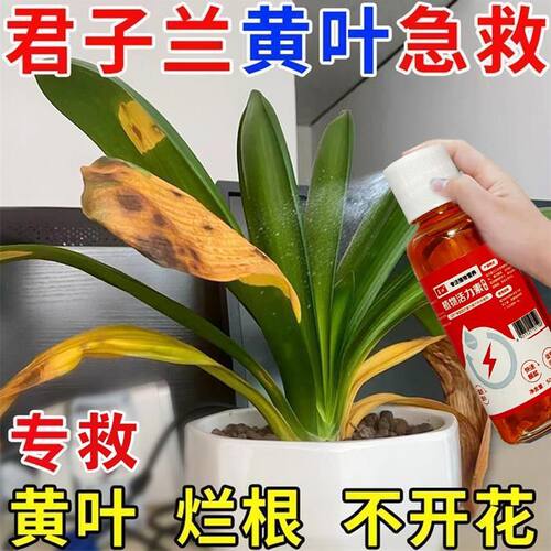 君子兰营养液专用肥急救叶子发黄烂叶烂根促箭剂催花体营养液