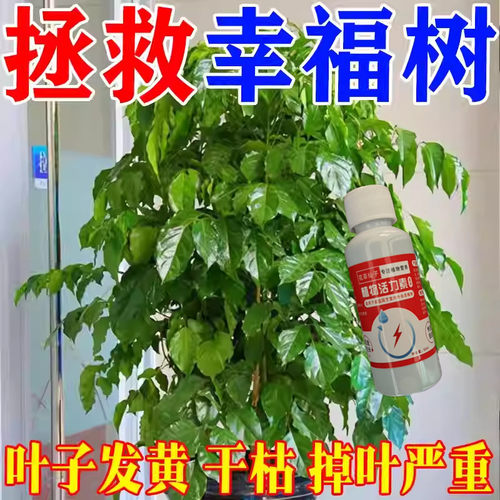 幸福树专用营养液防黄叶枯叶掉叶下垂叶斑烂根专用肥料