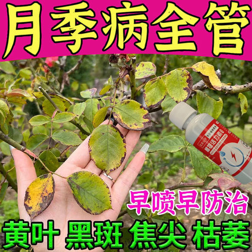 【一喷爆开花】月季玫瑰专用营养液防黄叶不开花催花免稀释叶面肥