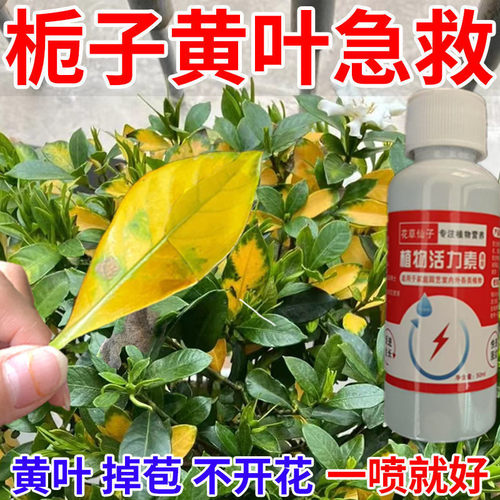栀子花营养液专用肥防黄叶烂根掉花苞营养液