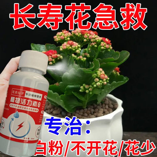 长寿花专用营养液开花养花促花专用肥料喜酸性植物叶面喷施营养液