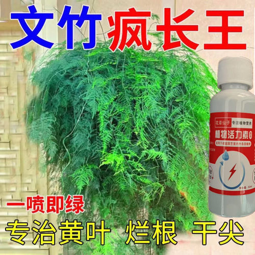 四季爆芽文竹专用肥营养液治叶子发黄枯瘦干尖烂根落叶促生长室内