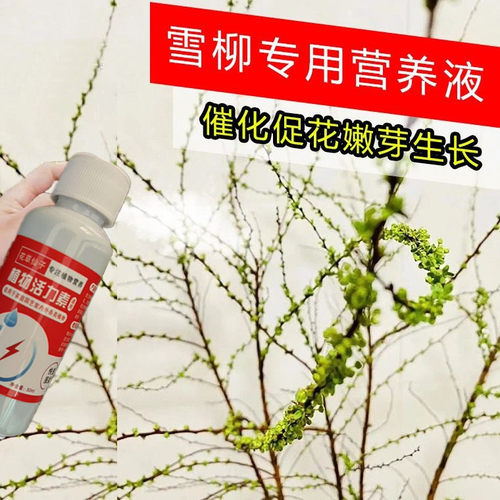 重瓣雪柳营养液喷雪花水培植物营养液鲜枝盆栽专用龙柳水养花肥料