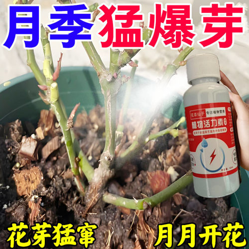 花卉绿植通用营养液【不用稀释】月季专用肥防黄叶不开花催花爆花