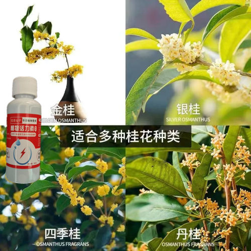 桂花枯叶病黄叶焦叶干尖掉叶子专用药杀菌催肥复活液促开花营养液