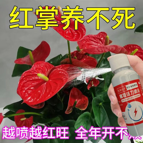 红掌白掌一帆风顺绿植专用肥增色催花肥防黄叶枯萎不开花营养液