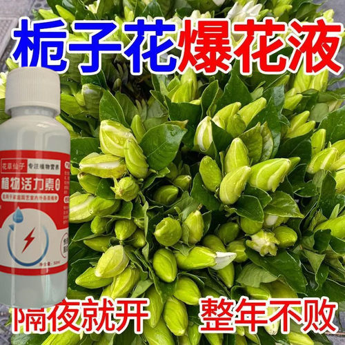 【速救黄叶】栀子花营养液专用肥防叶子发黄枯萎掉苞不开花