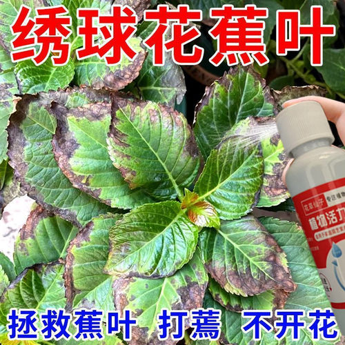 急救】绣球花专用营养液防焦叶打蔫闷根不开花延花期新型肥
