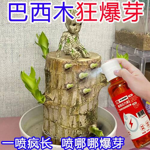 巴西木营养液幸运木水培促爆芽生根防底部发霉黄叶巴西木专用肥料