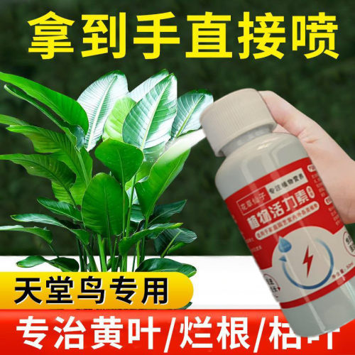 天堂鸟绿植专用肥料免稀释家用营养液黄叶黄斑卷边通用营养液水培