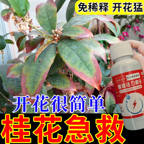 【急救】桂花树专用营养液肥料桂花叶子干尖焦尖叶斑病复活促开花