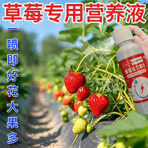 又红又大草莓专用肥生根壮苗促长结果防黄叶烂果营养液家用新型肥