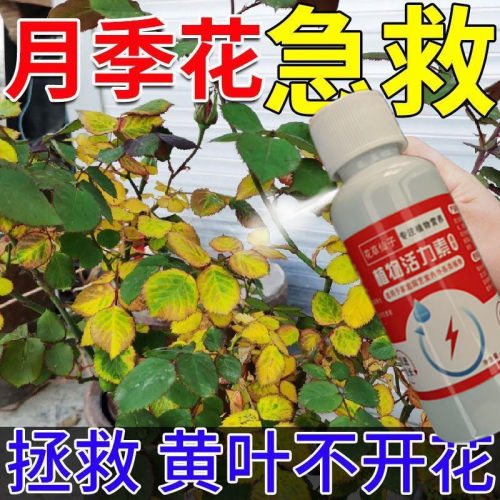 月季玫瑰营养液家用养花专用免稀释营养液花肥料液体肥含微量元素