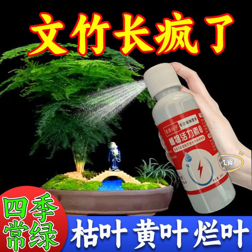 【一喷绿】文竹云竹专用肥免稀释营养液叶子发黄枯瘦干尖闷根急救