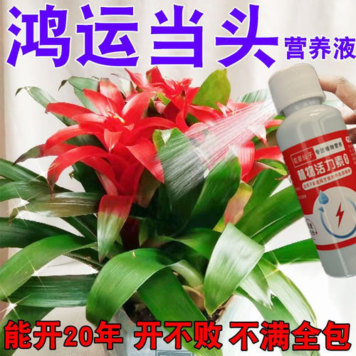 鸿运当头营养液盆栽专用肥凤梨花叶子发黄发干卷叶烂根让花变红肥