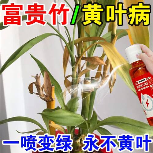 【黄叶克星】富贵竹营养液专治叶子发黄烂根一喷绿水培土培专用肥