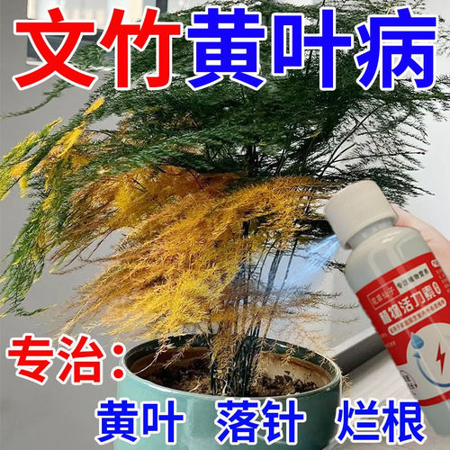 【一喷绿】文竹云竹专用肥免稀释营养液叶子发黄枯瘦干尖闷根急救