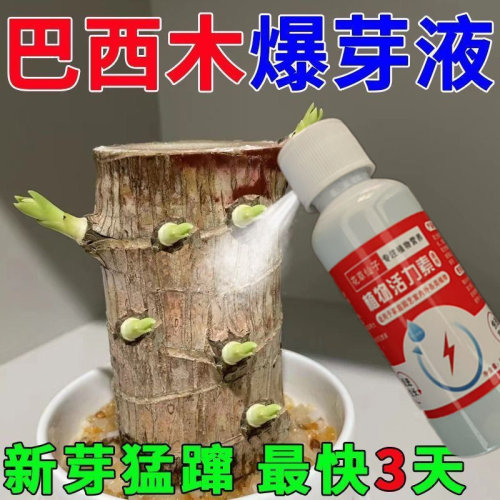 营养液植物巴西木营养液专用肥料幸运木水培促爆芽防黄叶发霉生根
