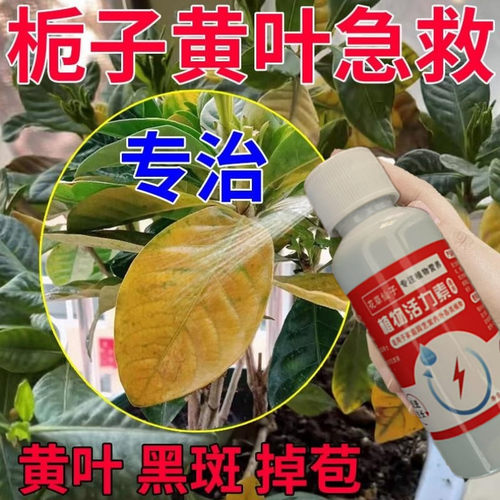 栀子花专用营养液防黄叶促开花家用盆栽磷酸二氢钾花肥绿植