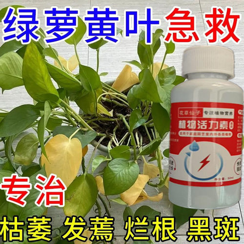 营养液植物通用型花肥盆栽花卉绿萝富贵竹发财树水培家用养花肥料