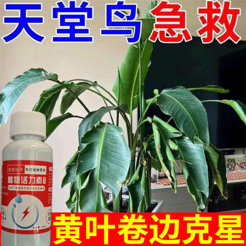 天堂鸟专用肥料免稀释急救黄叶卷边根部枯萎去黄生绿天堂鸟营养液