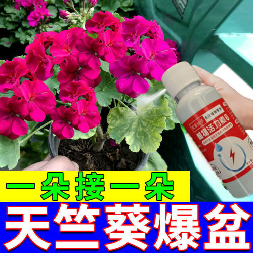 天竺葵专用营养液治黄叶枯萎烂根根腐促开花延花期增花色肥料