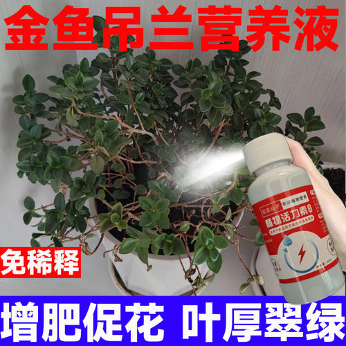 【开整年】金鱼吊兰专用营养液叶面肥壮苗促开花防黄叶掉叶烂根肥