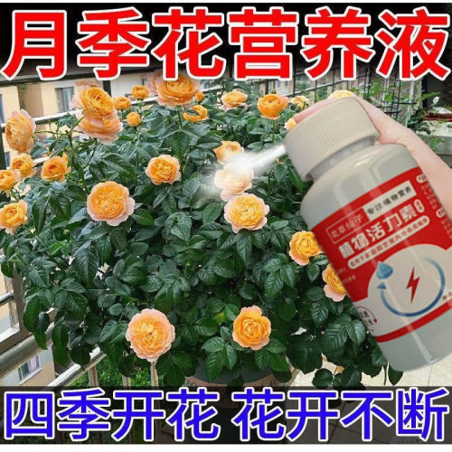 月季玫瑰营养液防黄叶落叶生长缓慢促生长促开花长新叶免稀释肥料