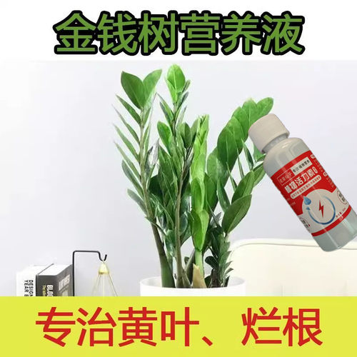 金钱树专用营养液叶子发黄叶烂根摇钱树肥钱串子金钱树肥料专用肥