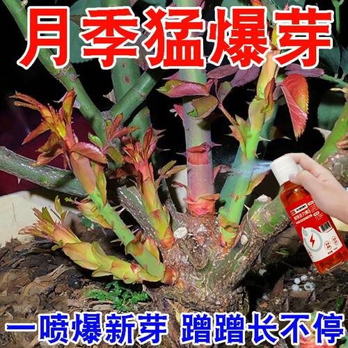 【爆新芽】月季玫瑰专用营养液防黄叶落叶不开花催花爆花发新芽肥