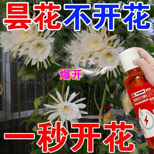 【长疯了】昙花专用肥营养液增肥增绿告别叶片枯黄不开花花期短