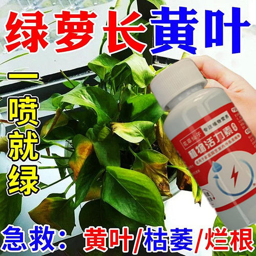 绿萝营养液水培肥料专用叶子发黄烂根催新芽免稀释新型肥