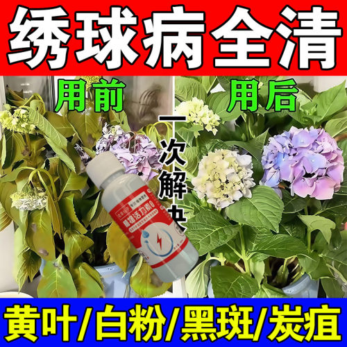 绣球花黑斑病专用芍药花肥料绣球花白粉病炭疽叶子发黄长斑营养液