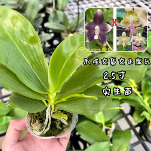 实生蝴蝶兰苗2.5寸杯室内易养