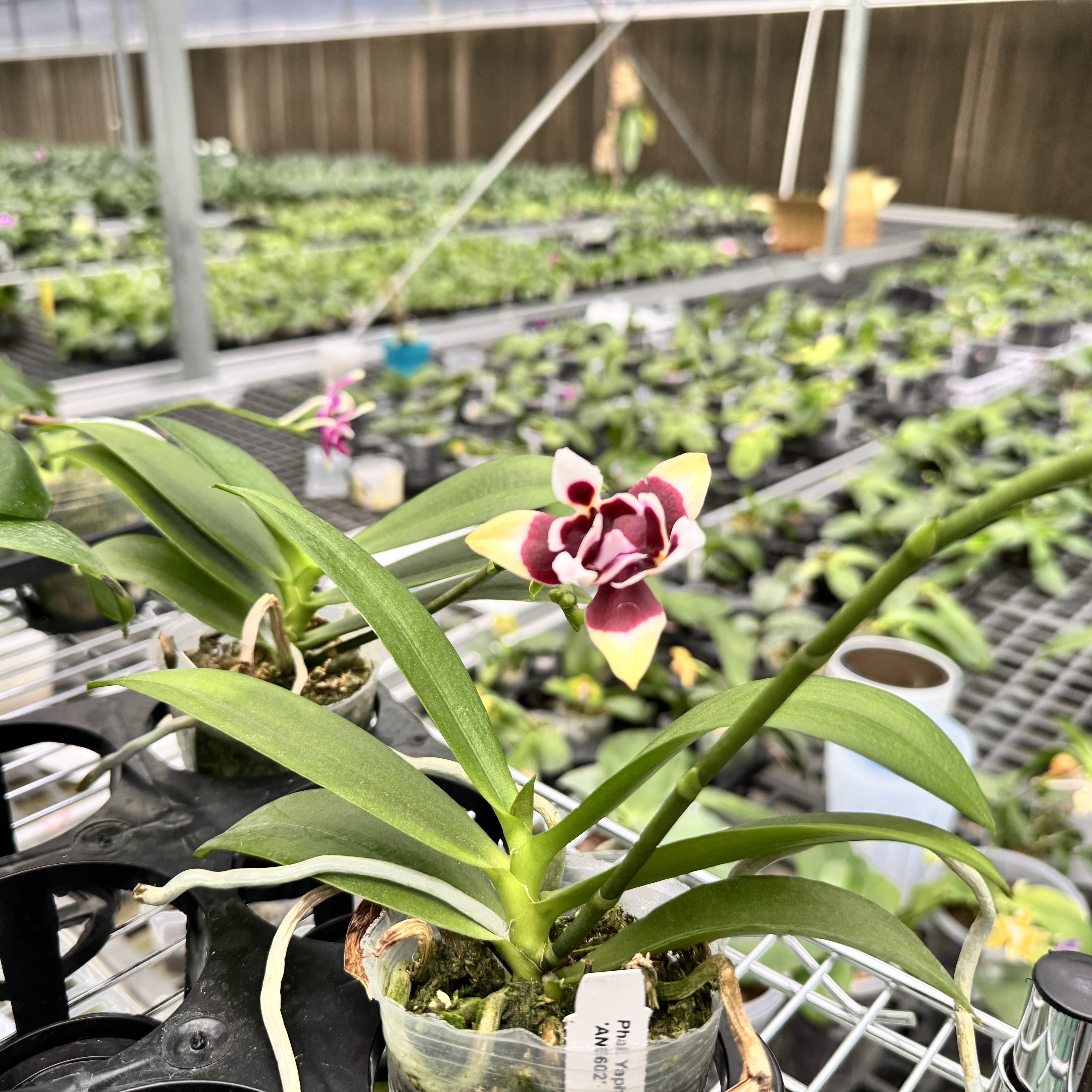 复仇女神2.5寸杯蝴蝶兰活苗