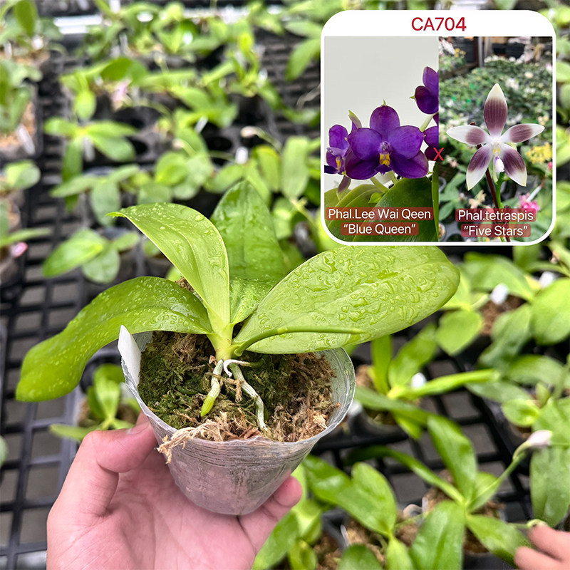 CA704紫色蝴蝶兰苗带根易养