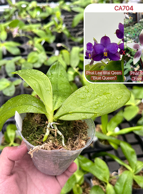 CA704蝴蝶兰苗紫色洋兰好养活活苗易养室内办公室带根系基地直发