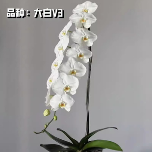 大白V3蝴蝶兰苗2.5寸碳棉带花剑易繁殖耐阴室内花卉喜阴新苗绿植