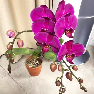 紫红色大辣椒蝴蝶兰 2.5寸碳棉新苗带花剑阳台室内庭院易养活花卉