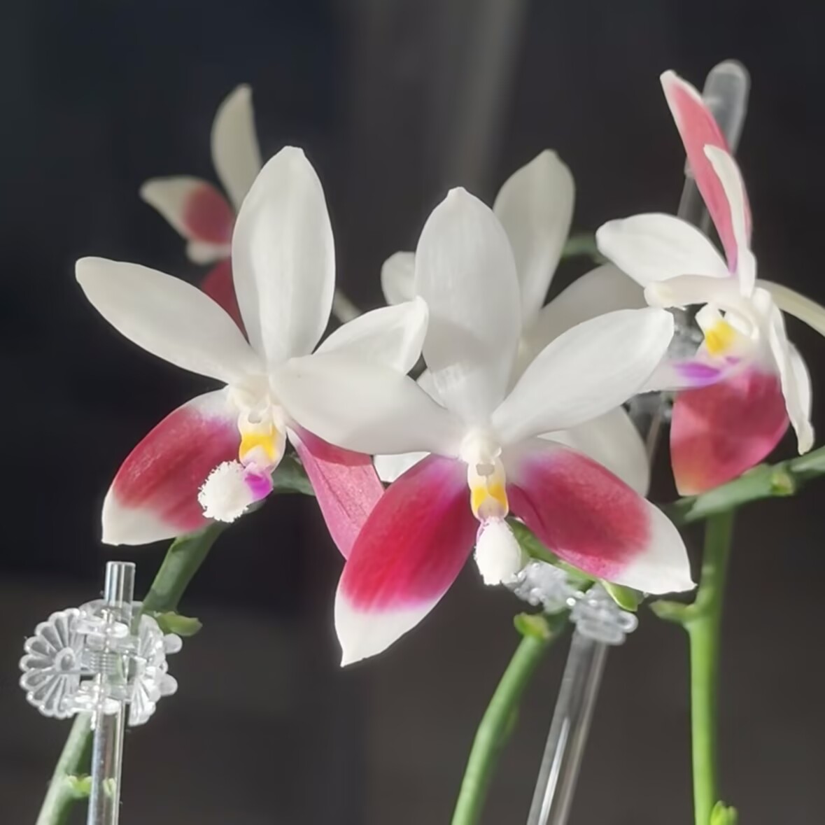 盾花蝴蝶兰苗带花剑易繁殖室内