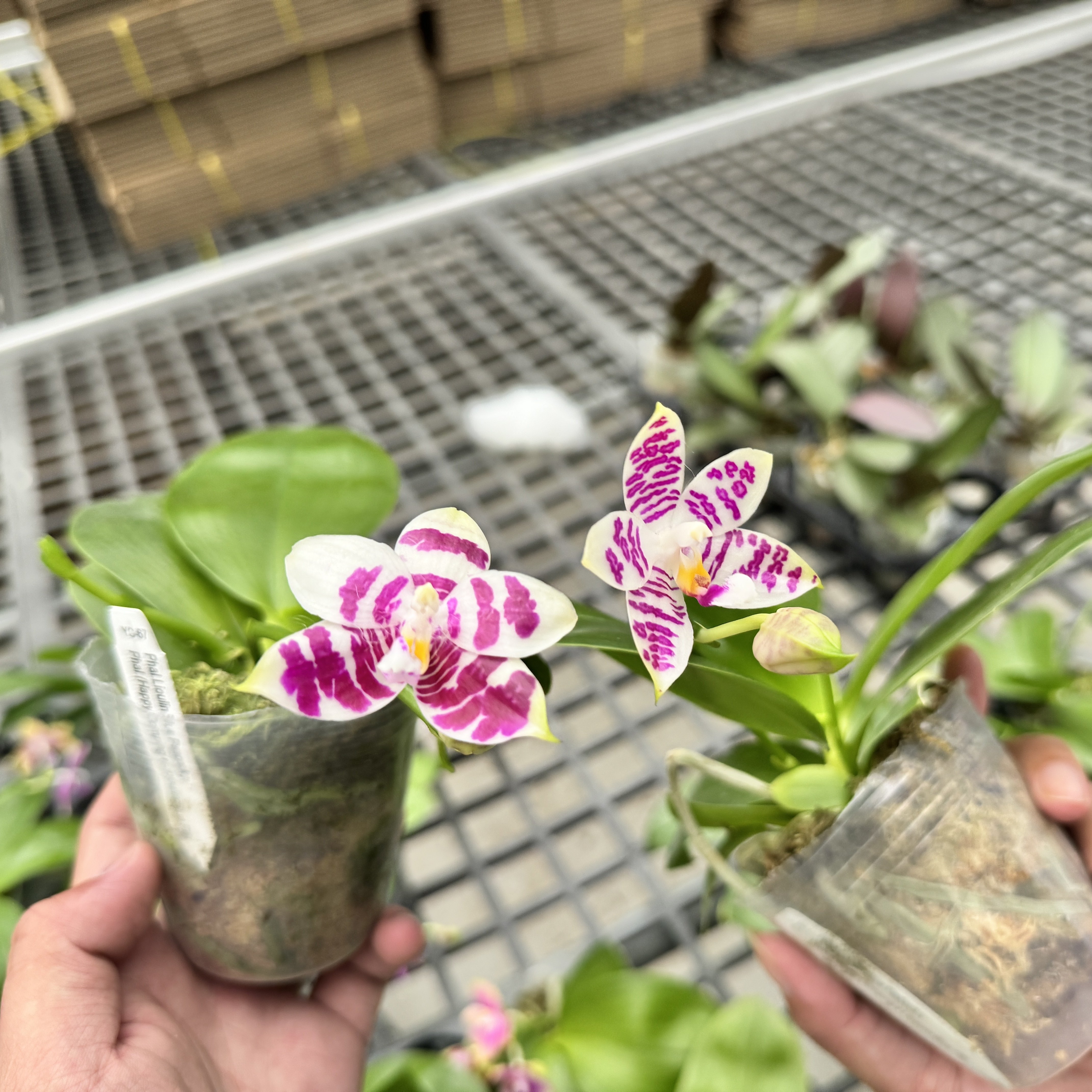 蓝鹦鹉交品2.5寸蝴蝶兰苗带花剑