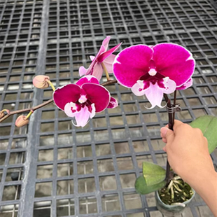 宾利蝴蝶兰苗3.5杯成熟苗带花剑耐阴花卉新手入门基地直发单梗