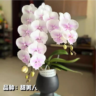 甜美人蝴蝶兰3.0杯半成熟苗易繁殖耐阴带花剑冬花品种四季开花