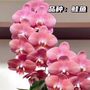 鲑鱼带花剑蝴蝶兰苗2.8寸成熟苗粉黛好养活易开口室内阳台耐阴