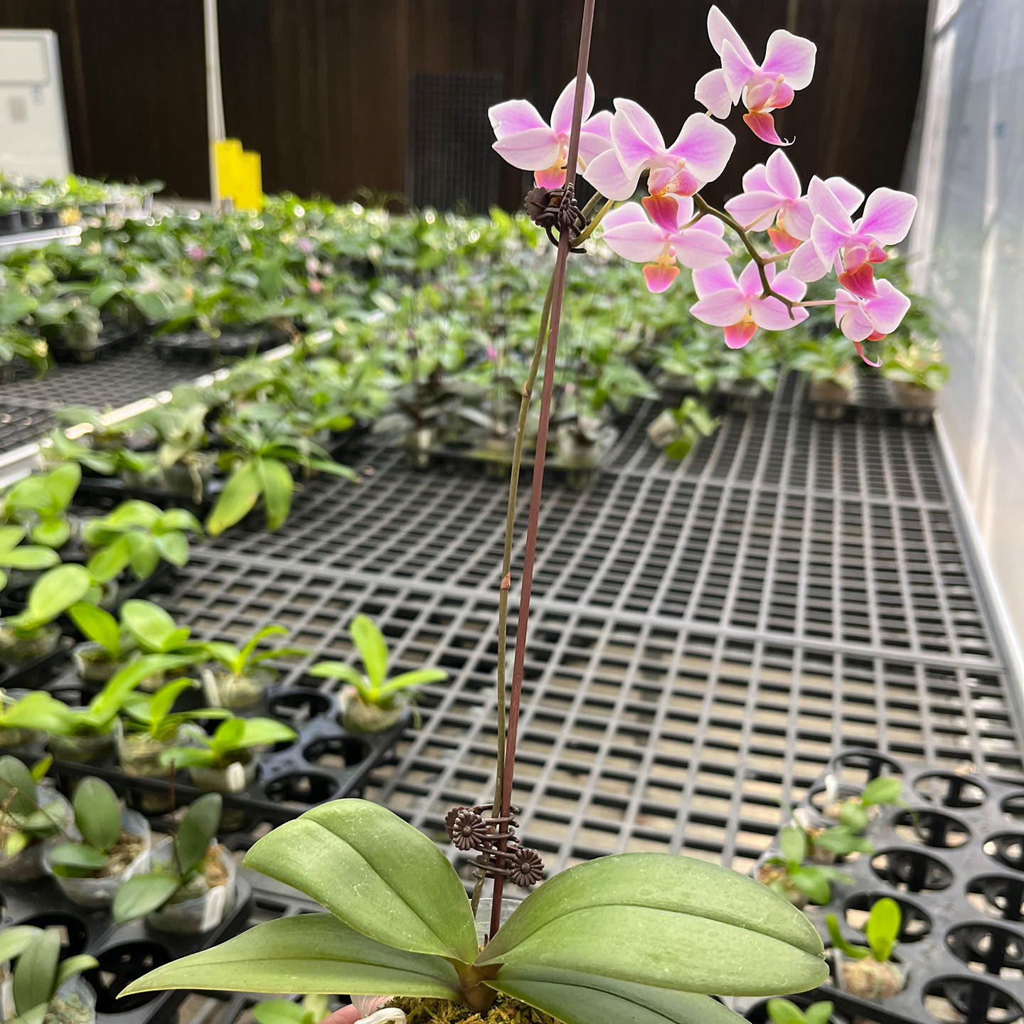 桑德交eq粉色观赏兰花易成活室内花卉基地种蝴蝶兰优雅品质客厅