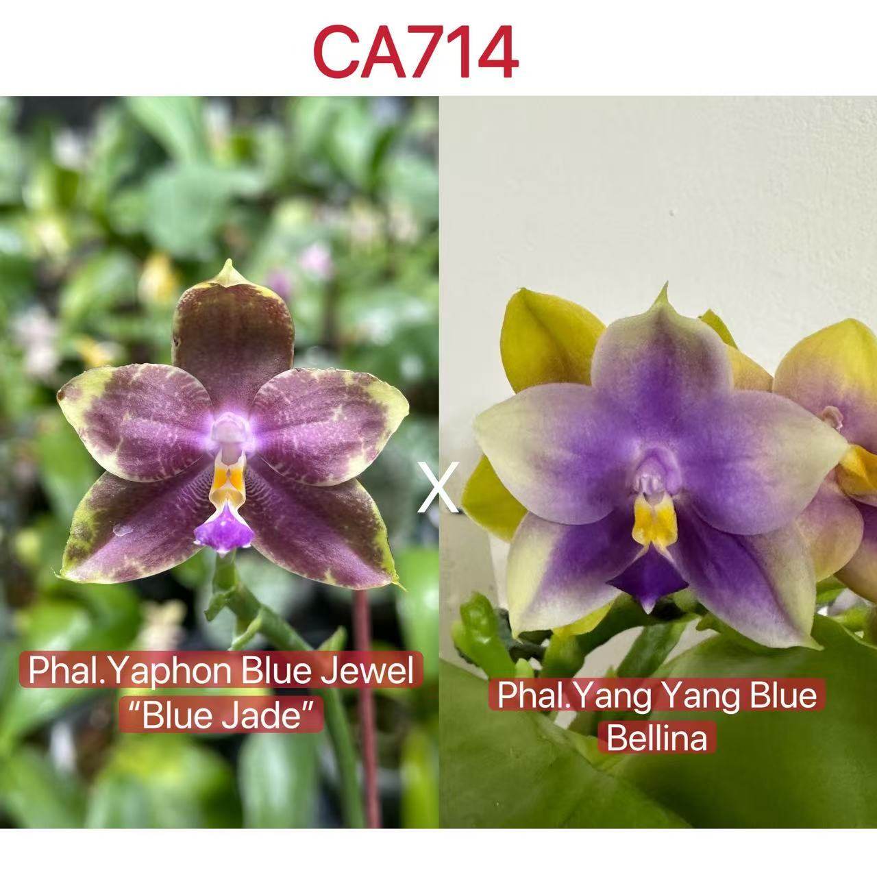 CA714蝴蝶兰苗紫黄花型四季开