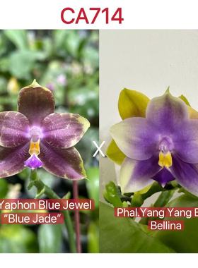 CA714蝴蝶兰苗杂交兰紫黄色花型四季开花室内观花植物散射光高端