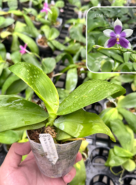 CA615紫色蝴蝶兰绿叶活苗浓香型兰花室内观赏客厅盆栽花卉